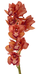 Orchids Cymbidium Frederica 8-12 Blooms Brown And Red 60 Cm