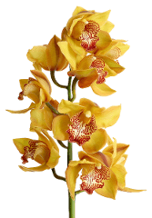 Orchids Cymbidium Esther 8-12 Blooms Yellow 60 Cm
