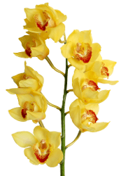 Orchids Cymbidium Arcadian 8-12 Blooms Yellow 60 Cm