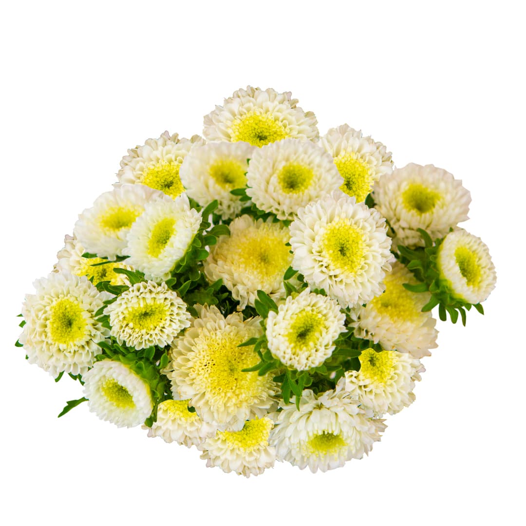 Aster Matsumoto Peruvian White