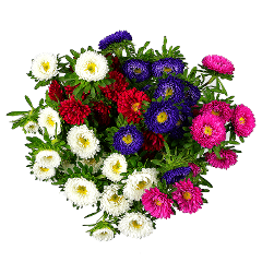 Aster Matsumoto Peruvian Assorted