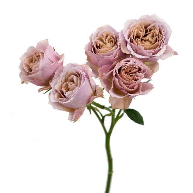 Garden Rose Wabara Loli Spray Taupe 40/50 cm