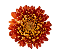 Mum Disbud Super Chesnut Bronze