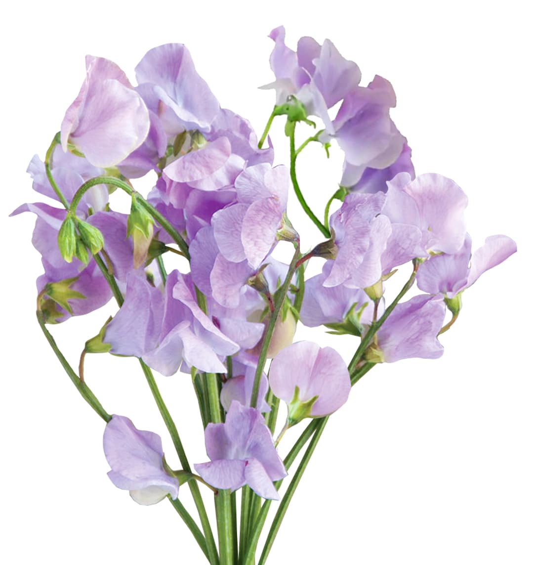 Sweet Pea Sweet Pea Lavender 50 Cm