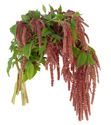 Amaranthus Premium Fountain Hanging Coral 80 Cm
