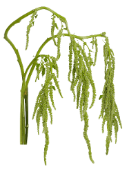 Amaranthus Premium Green Tails Hanging Green 80 Cm