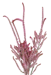 Limo Pink Poker Pink 60 Cm
