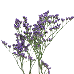 Limo Maine Blue Ecuador Purple