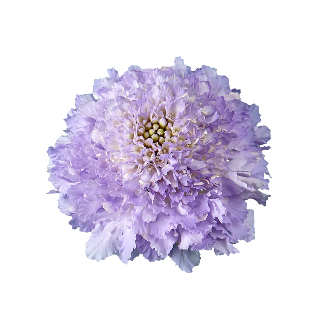 Scabiosa Focal Scoop Lavender 60 Cm