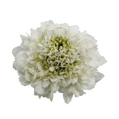 Scabiosa Milky Scoop White 50/60 Cm