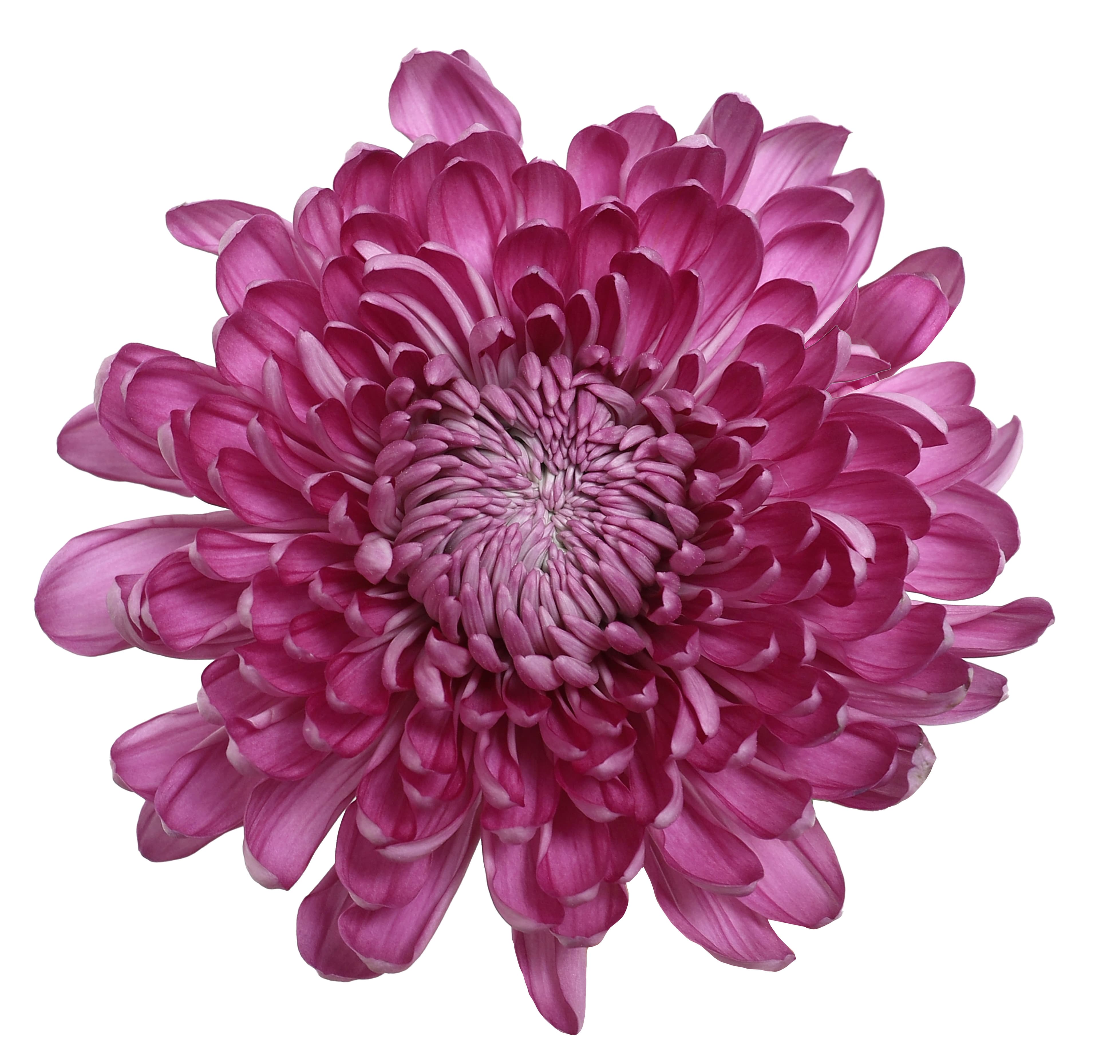 Mum Disbud Super Contessa Puple