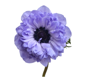 Anemone Levante Azzurro Lavender 30 Cm