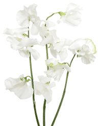 Sweet Pea Sweet Pea White 45 Cm