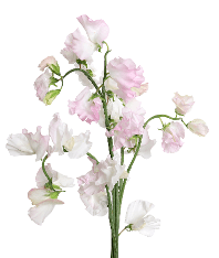 Sweet Pea Sweet Pea Blush 40 Cm