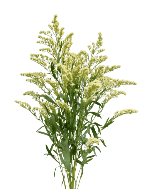Aster Solidago Moonlight Glory Cream