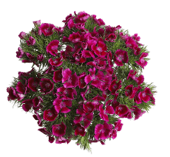 Dianthus Sweet Magenta 60 Cm