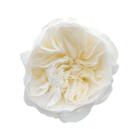Garden Rose Aurora Gardens White 40/50 cm