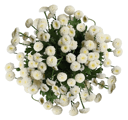 Matricaria Snowball White 60 Cm