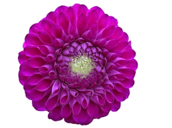 Dahlia Cryfield Harmony Fucsia Purple 40/50 Cm