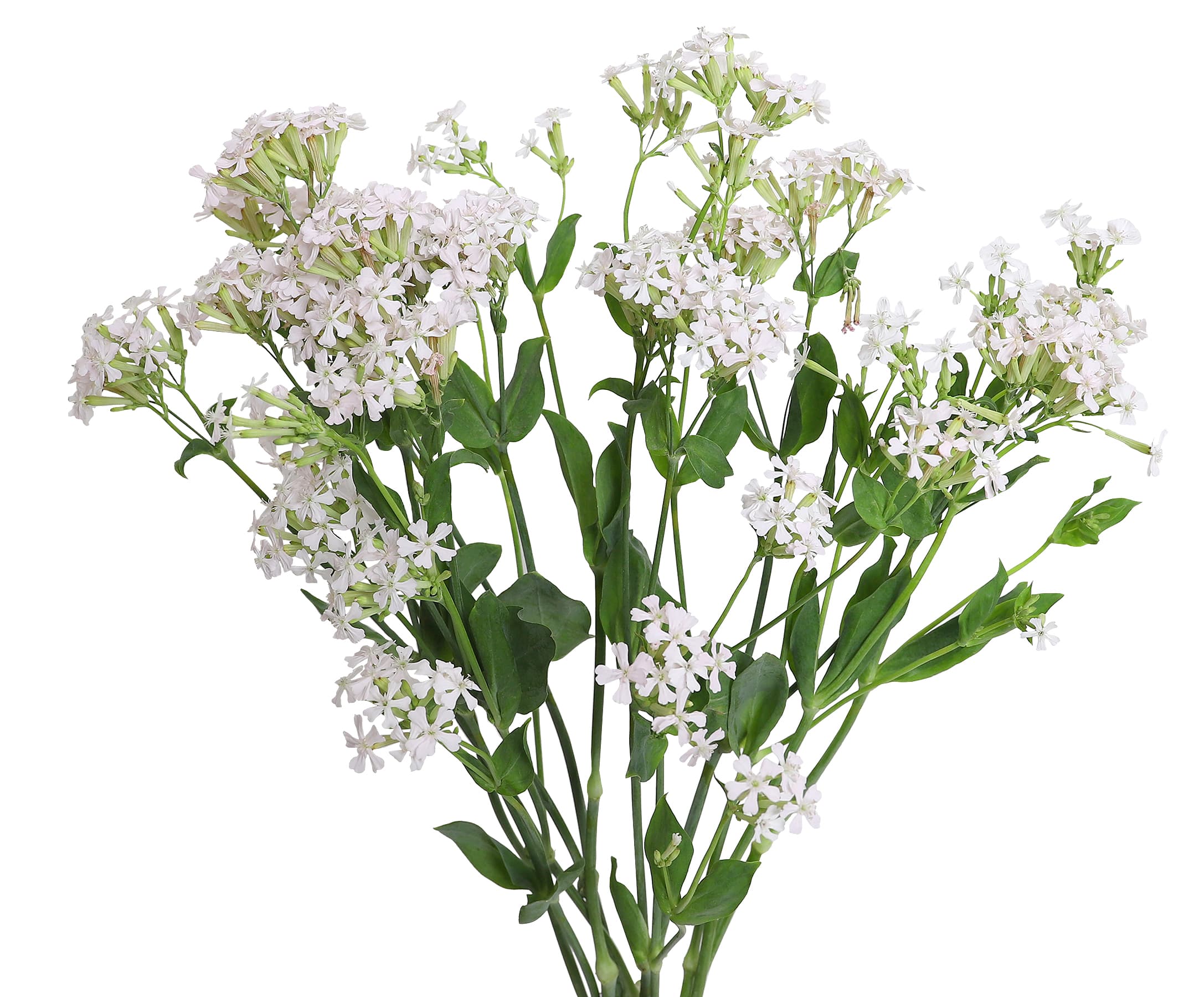 Silene Silene Blush 60 cm