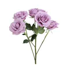 Spray Rose Applause Blue 70 Cm