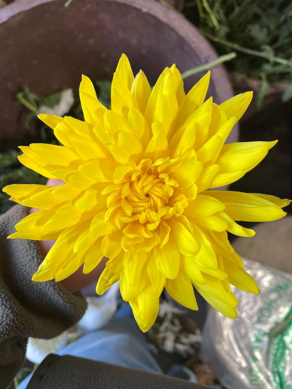 Mum Disbud Super Star Yellow