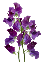 Sweet Pea Sweet Pea Purple 35 Cm