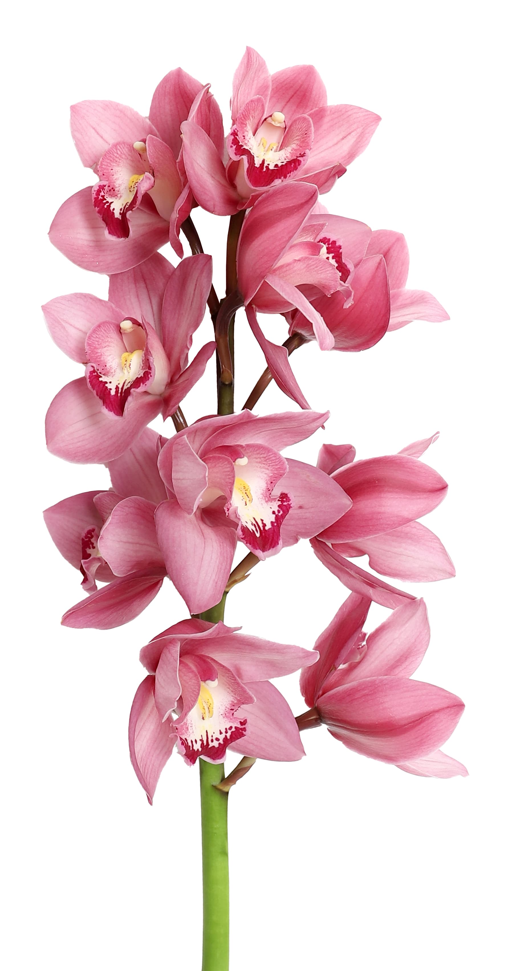 Orchids Cymbidium Bobbie 8-12 Pink 60 Cm