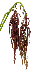 Amaranthus Premium Ponytail Velvet Hanging Red 80 Cm
