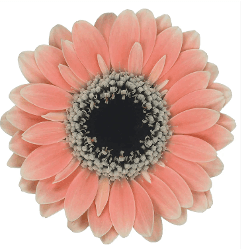 Gerbera Mini Piccolinni Molara Light Pink 50 Cm