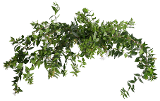 Abelia Abelia White Blush 40/50 Cm