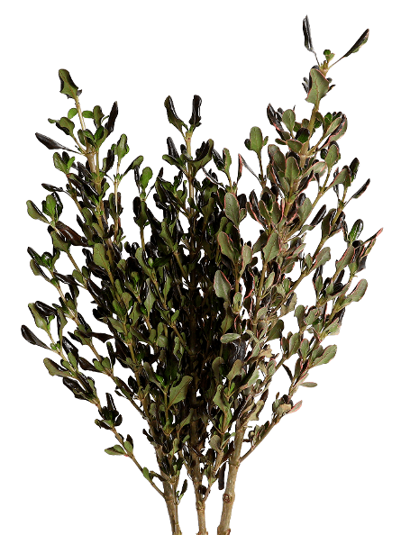 Greens Coprosma Red 55 Cm
