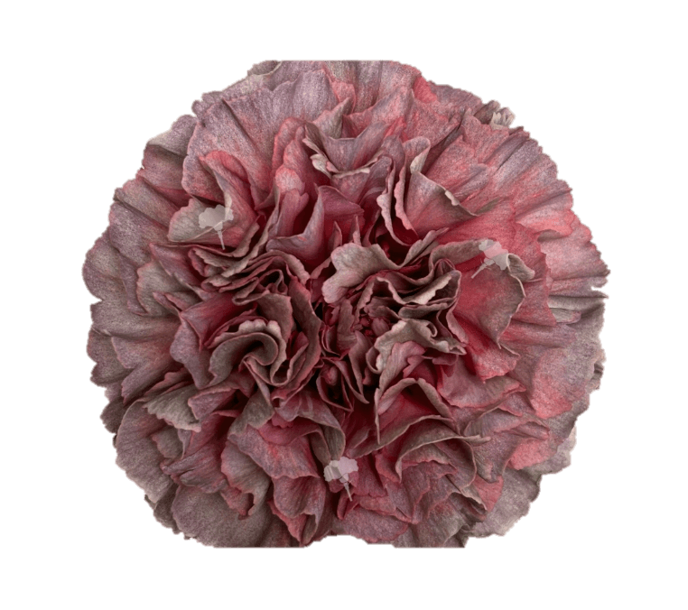 Carn Opium Thrill Sel