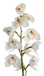 Orchids Cymbidium White Sensation 5/7 Bloom White 50 Cm