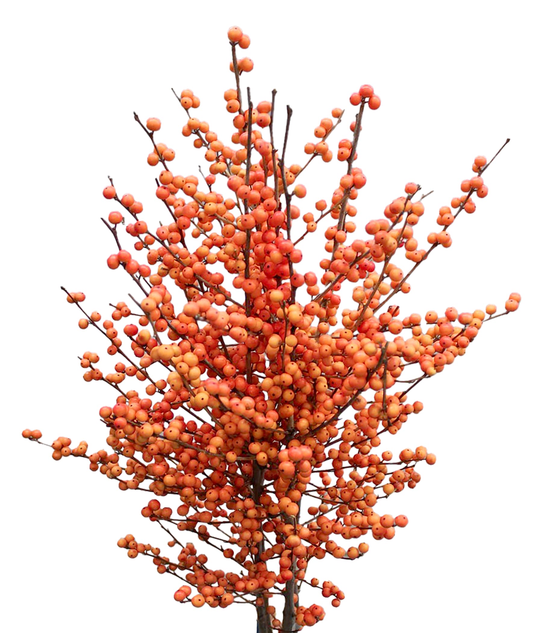 Ilex Oudijk's Orange 60 Cm