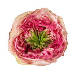 Rose Charming Corneille Bi Cream/pink 40 Cm