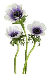Anemone Bic White/blue 35 Cm