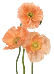 Poppy Peach 35 Cm
