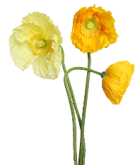 Poppy Yellow 50 Cm