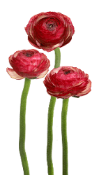 Ranunculus Cloni Success Vintage Burgundy Pink 35 Cm