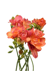 Freesia Tropical Orange/pink 35/40 Cm