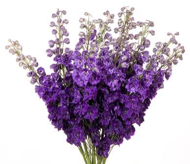 Delph Hybrid Elatum Black Velvet Deep Purple 90 Cm
