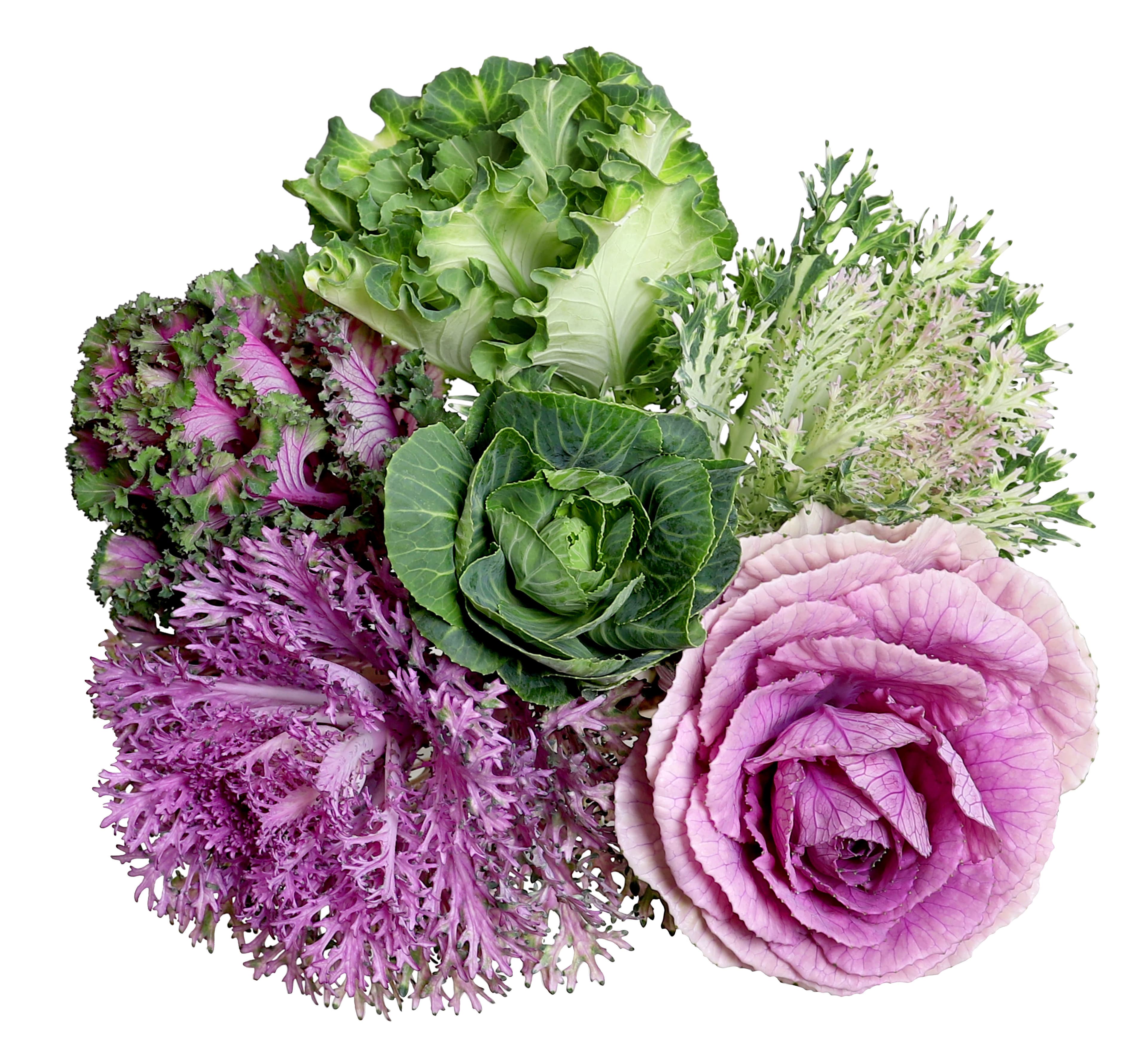 Greens Kale Assorted 50 Cm