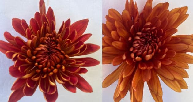 Mum Disbud Fall Pack