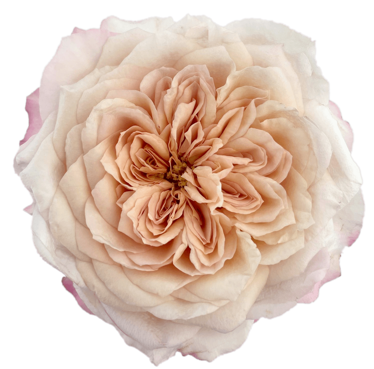 Garden Rose Miyabi Brown Bi Pink 40/50 cm
