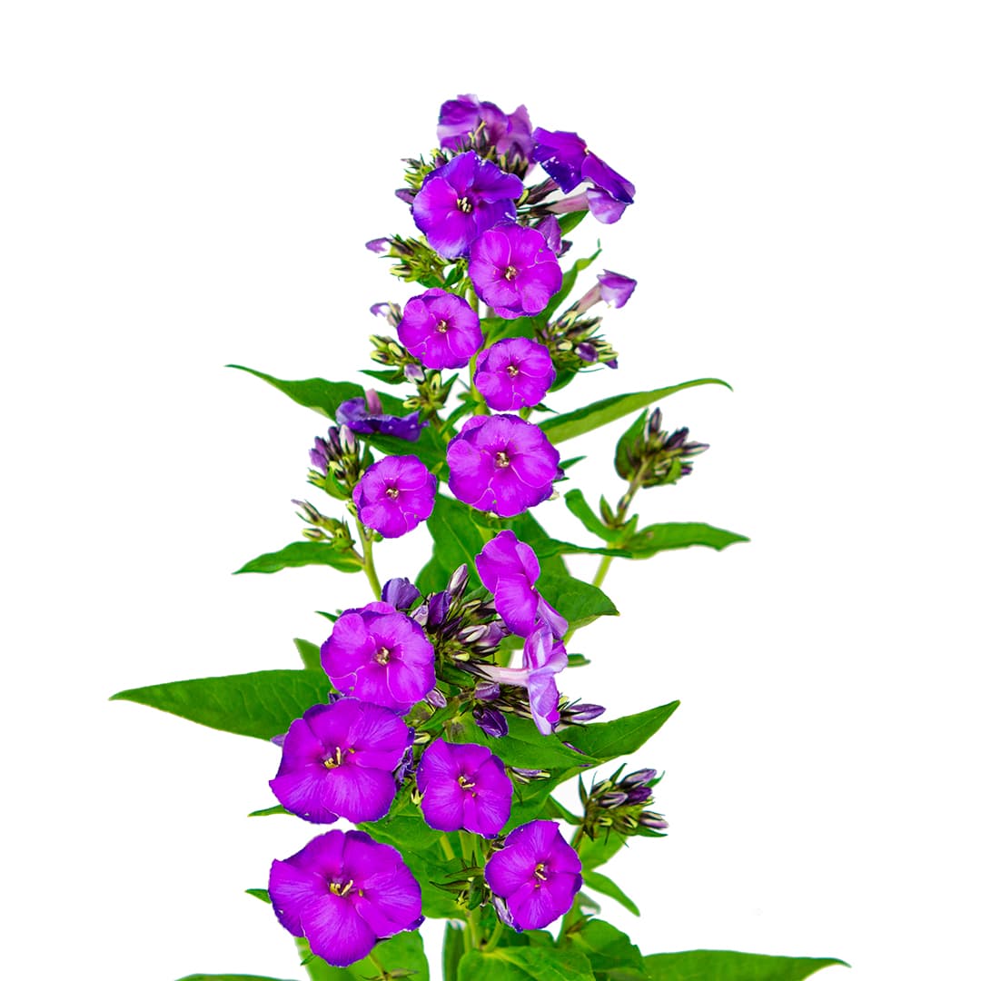 Phlox Tracy Hot Pink 70 Cm