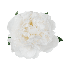 Peony Bowl Of Cream White 55 Cm