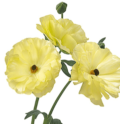 Ranunculus Butterfly Helios Light Yellow 45 Cm