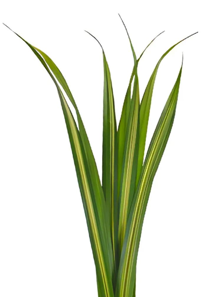 Greens Pandanus Variegated 80 cm