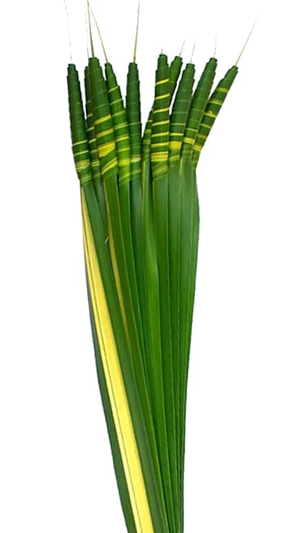 Greens Pandanus Twisted Variegated